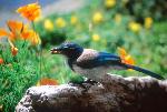 Uplifting Word Inspired - Notes #5 Provisions for All