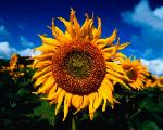 Uplifting Word Inspired - Tip #2 - Overcome Idleness