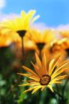 Uplifting Word Inspired - Nurture Wellness of Spirit
