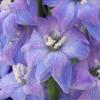 Uplifting Word Inspired - Love & Kindness